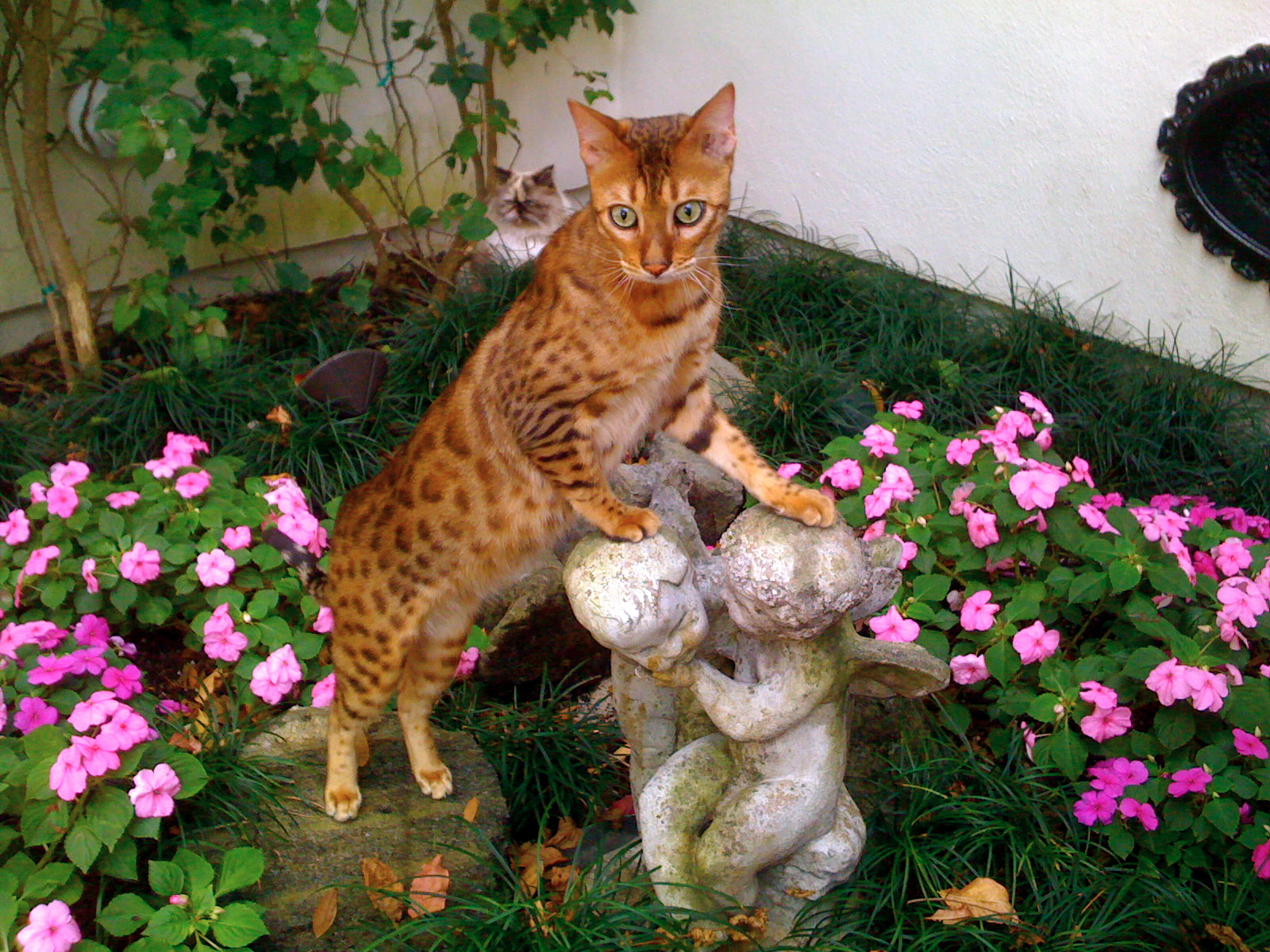 Bengal Cat