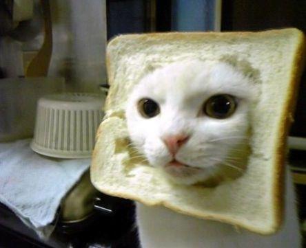 Breading Cats