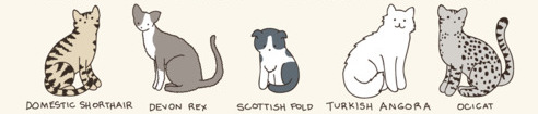 Five different cat breeds shown: Domestic Shorthair, Devon Rex, Scottish Fold, Turkish Angora, Ocicat