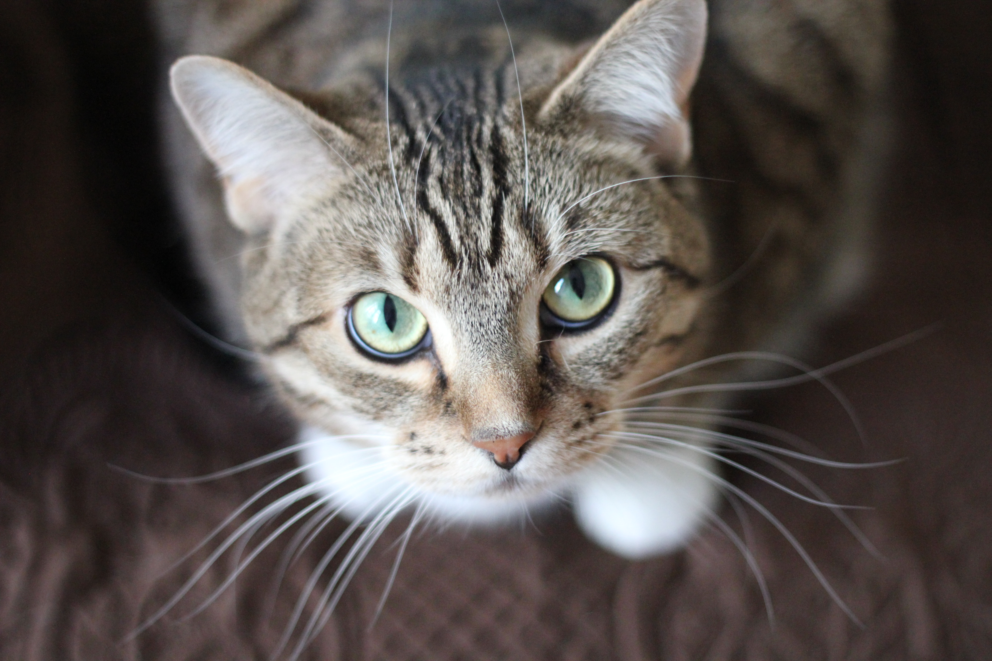 Stock photo of a cat