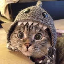 Cat wearing a knit shark hat
