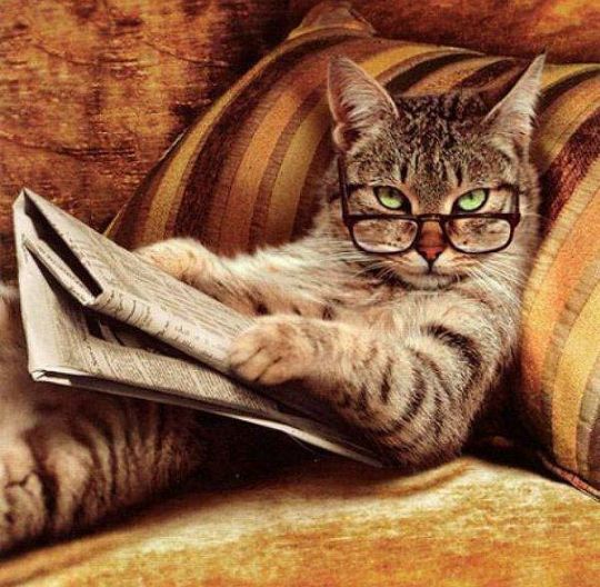 Cat wearing glasses holding a newspaper
